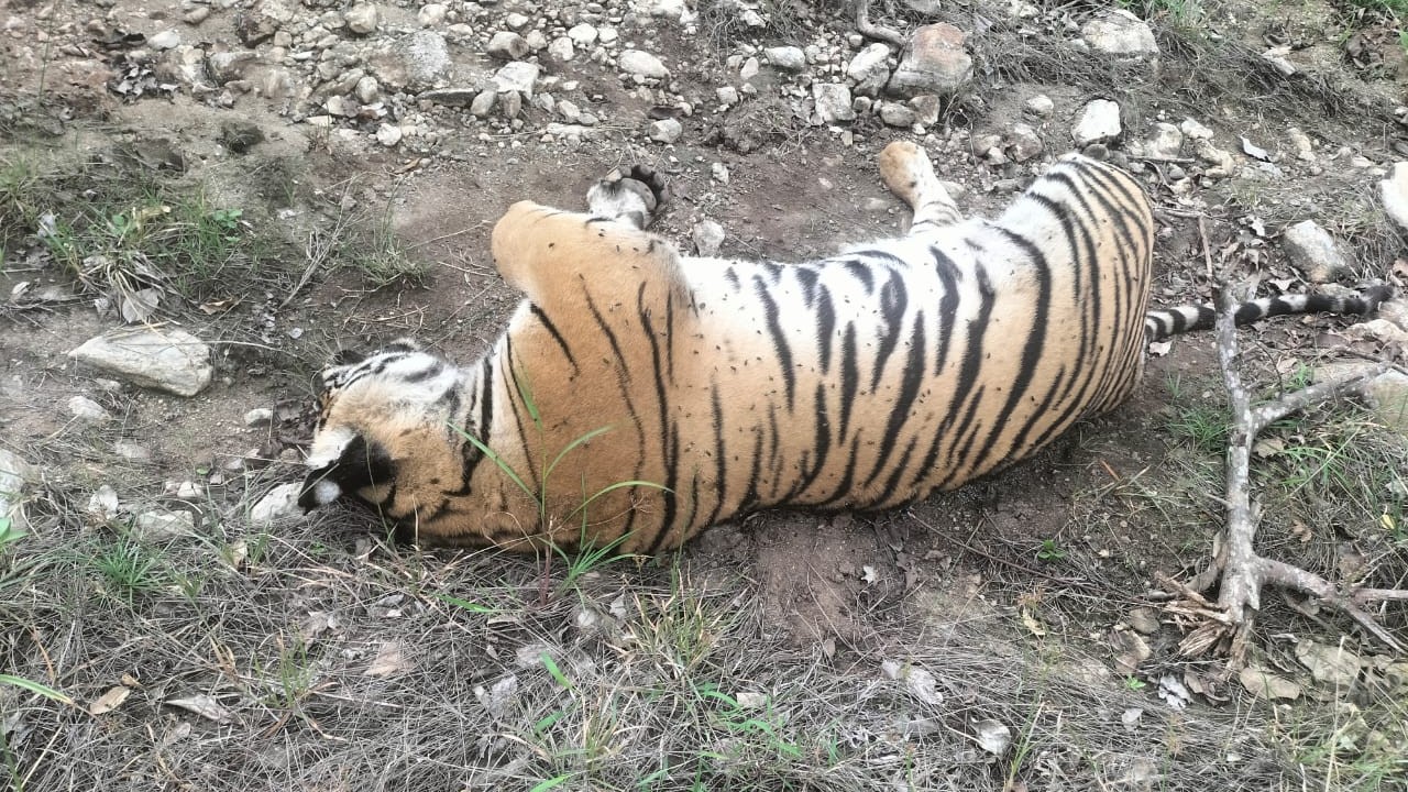 Tragedy in M.M. Hills: Poisoned Cow Carcass Kills Tigress and Four Cubs